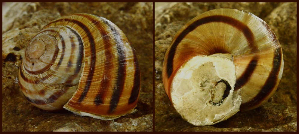 Helix ligata virginalis Kobelt 1907